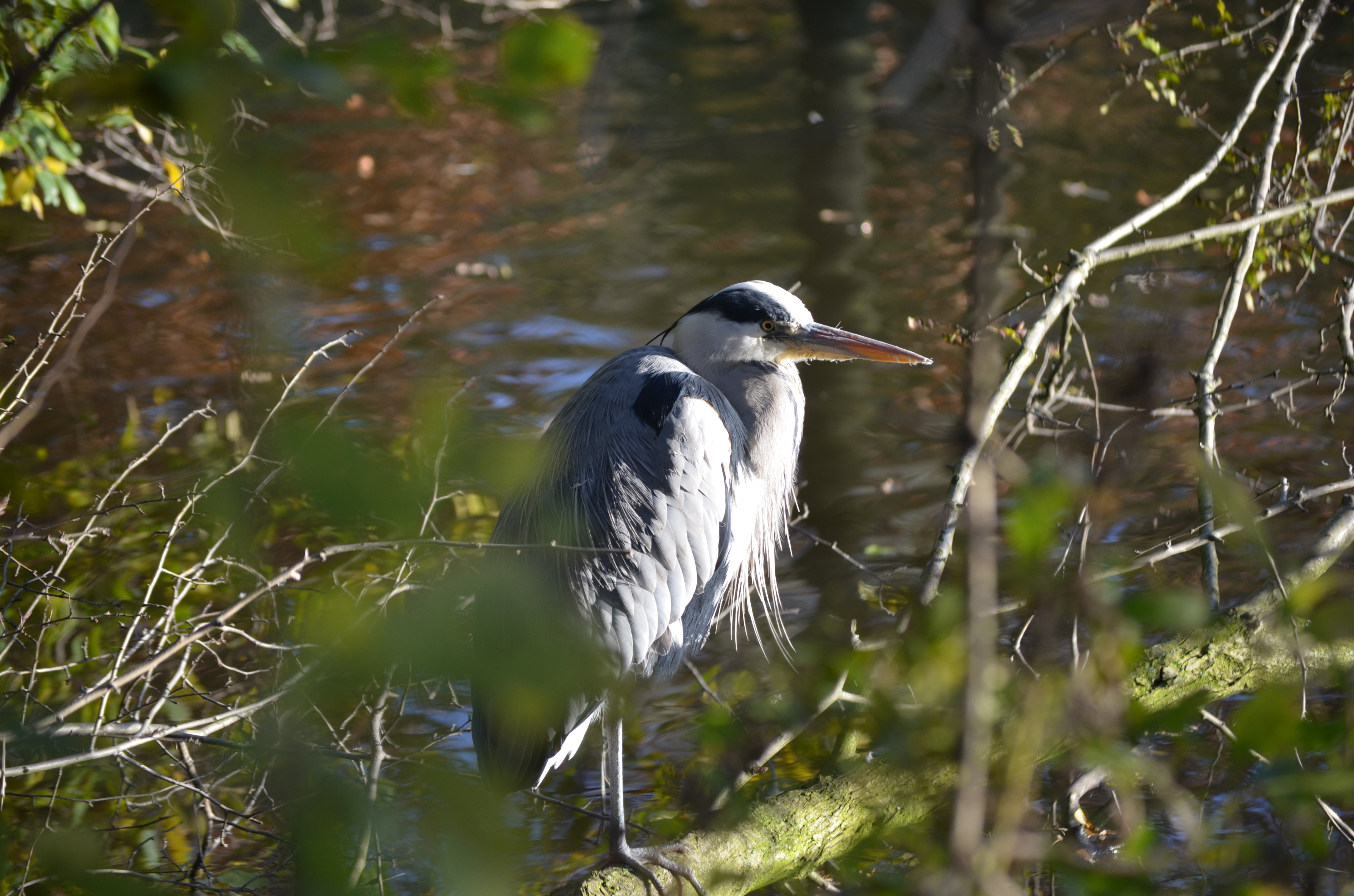 ./2017/19 - Viking Lif/13 - Amsterdam, The Netherlands/DSC_0594.JPG
